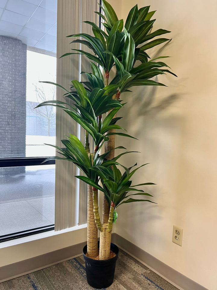 yucca plant in a modern round black planter, positioned near a large window, bringing natural greenery into an indoor space with minimalist decor.