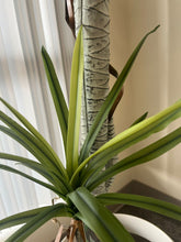 Charger l&#39;image dans la galerie, Close-up shot of the base of an artificial dracaena plant, featuring realistic green leaves and a textured faux trunk, showcasing the intricate detail for indoor home or office decor.
