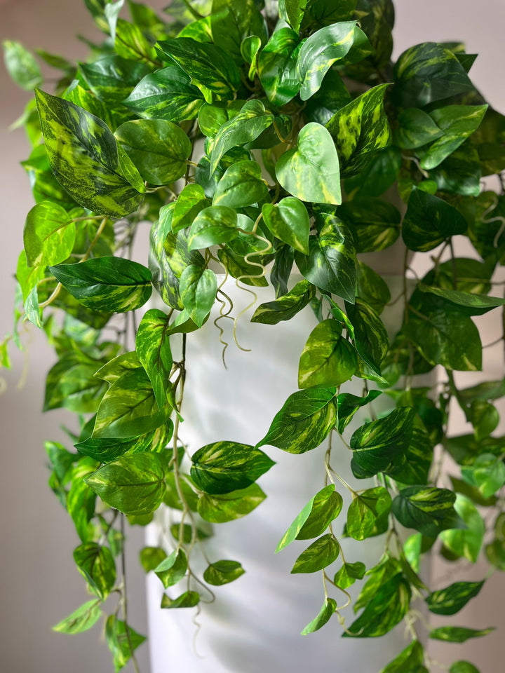 Vivid Hanging Green Stems