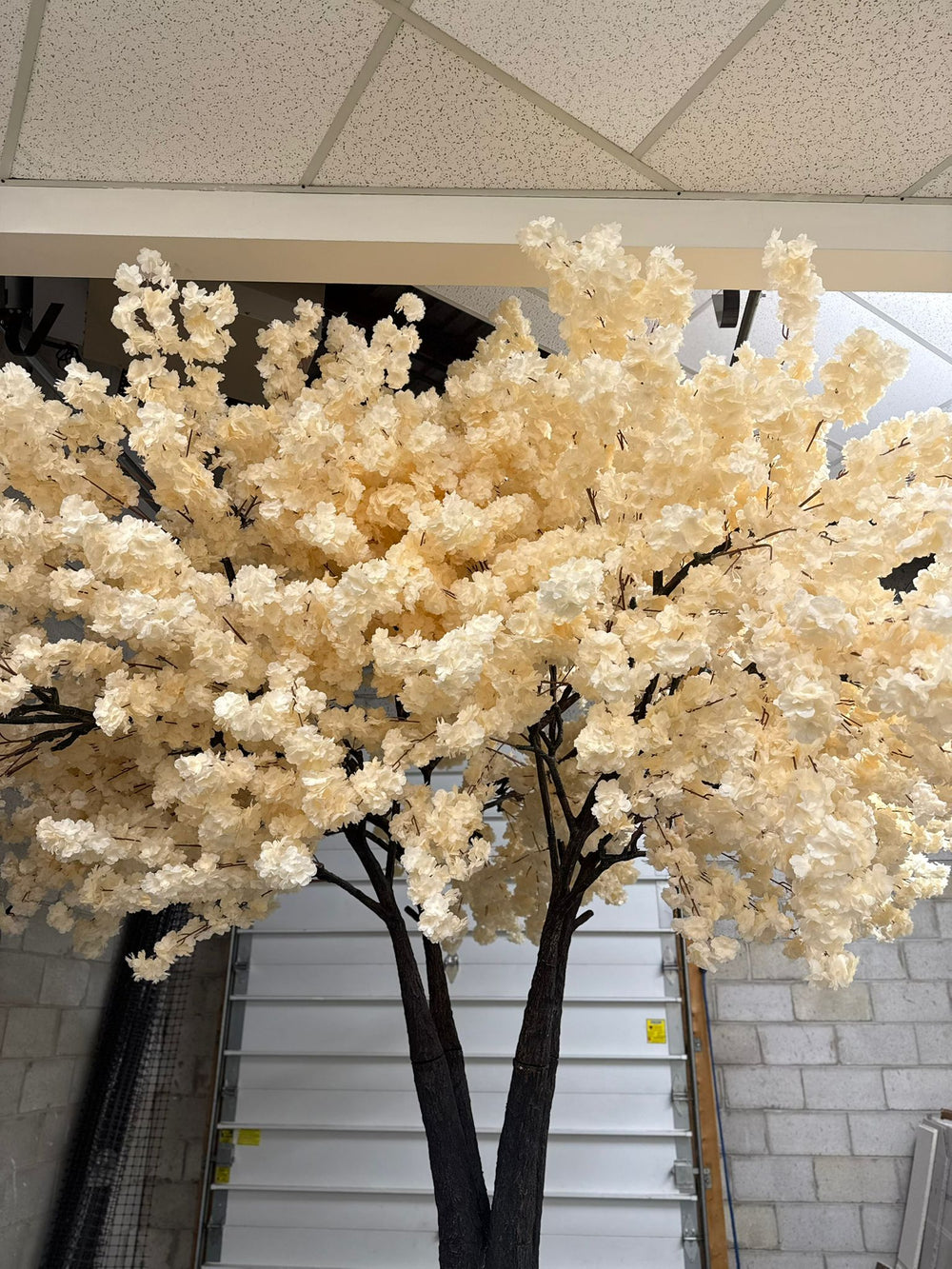 Close-up of breathtaking off-white cherry blossoms on a sturdy 12ft tree.