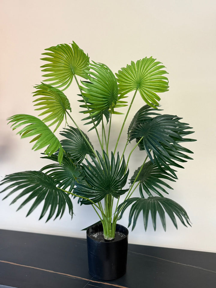 fan palm desk plant in a black nursery pot on a black table surface with a white wall background