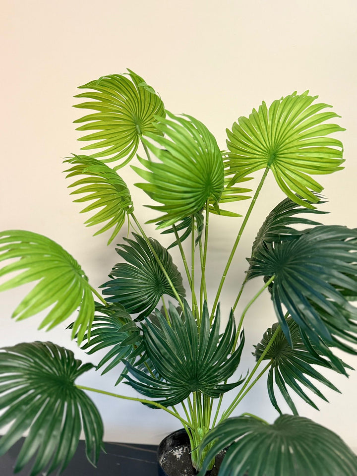 Close-up of fan-shaped palm leaves showing natural veining and layered detail.