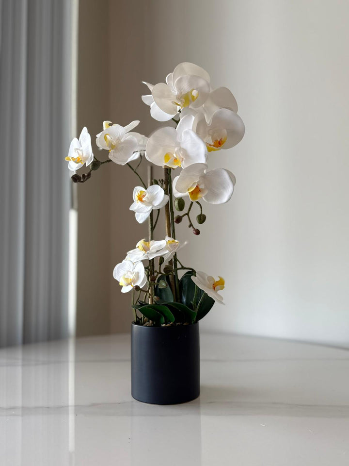 White Orchid Arrangement in Matte Black Vase