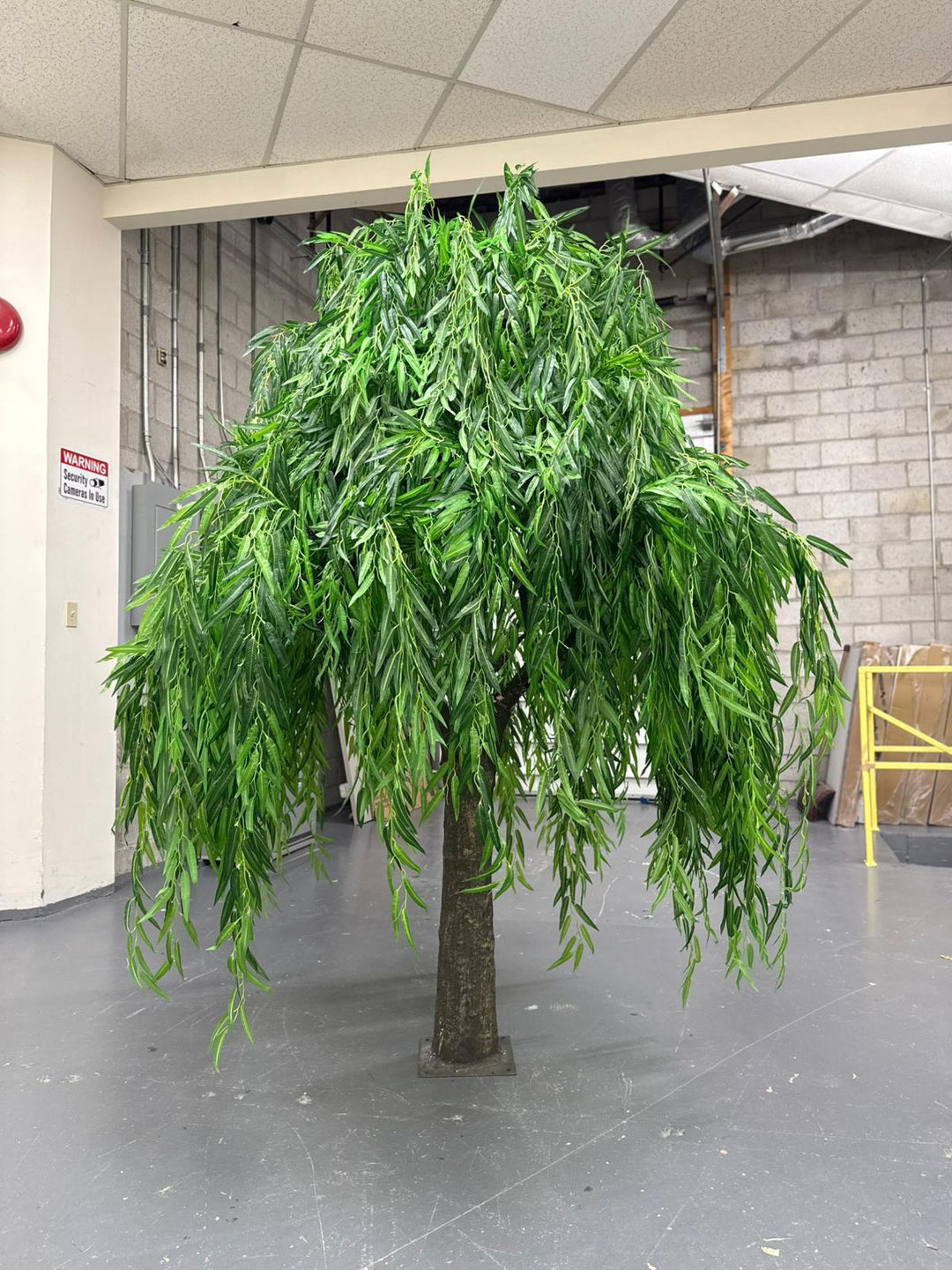 8ft Willow Tree Rental