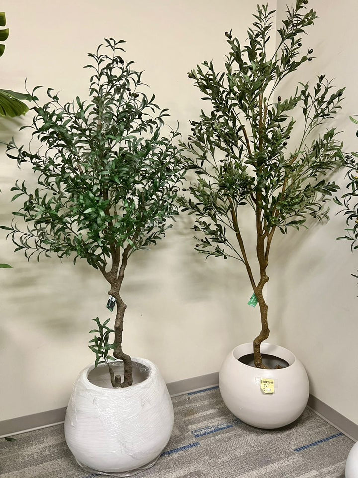 Two artificial olive trees with slender, leafy branches stand side by side in rounded white planters, placed on a light gray carpeted floor against a beige wall.