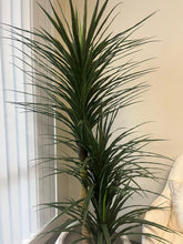 Charger l&#39;image dans la galerie, Tall artificial Dracaena plant with spiky green leaves in a modern indoor setting, adding a sleek, tropical aesthetic to any room decor.
