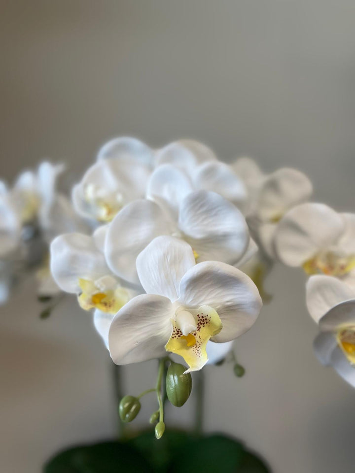 Real touch artificial orchid Arrangement