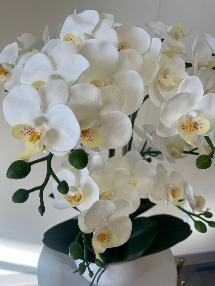 White orchids floral arrangements