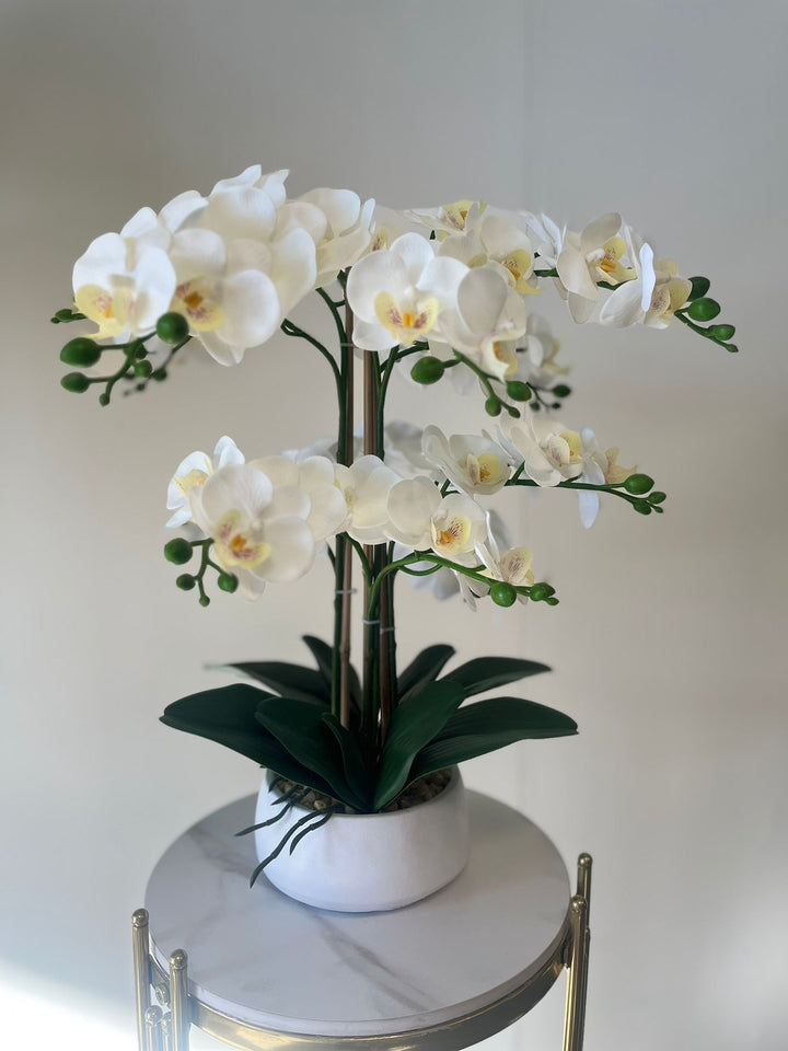 White orchids floral arrangements