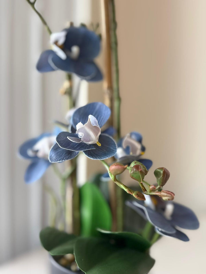 Midnight Blue Orchid Arrangement in Matte Black Vase