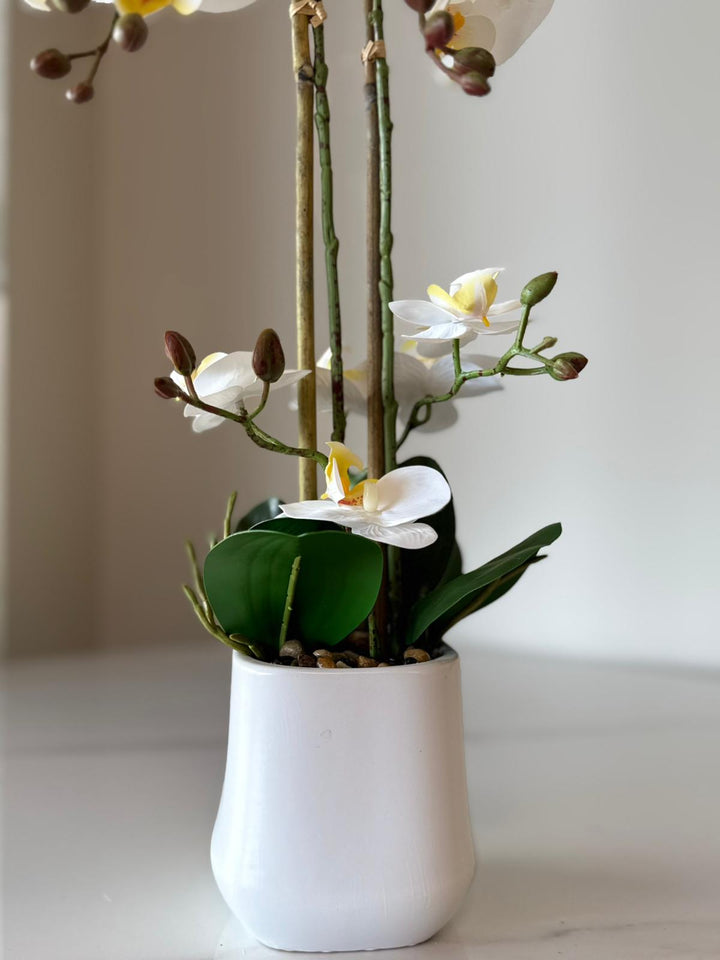 White Orchid Arrangement with real tough flowers