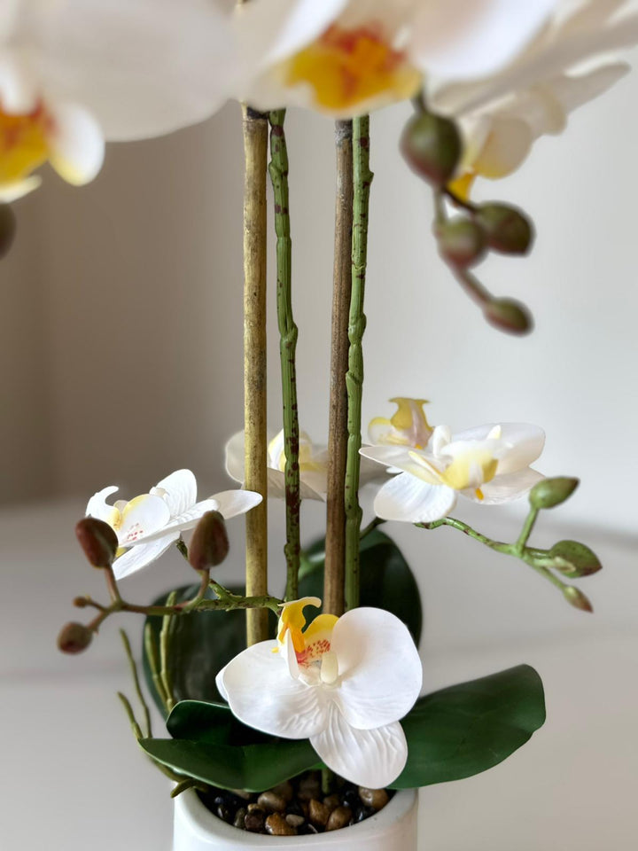 White Orchid Arrangement with real tough flowers