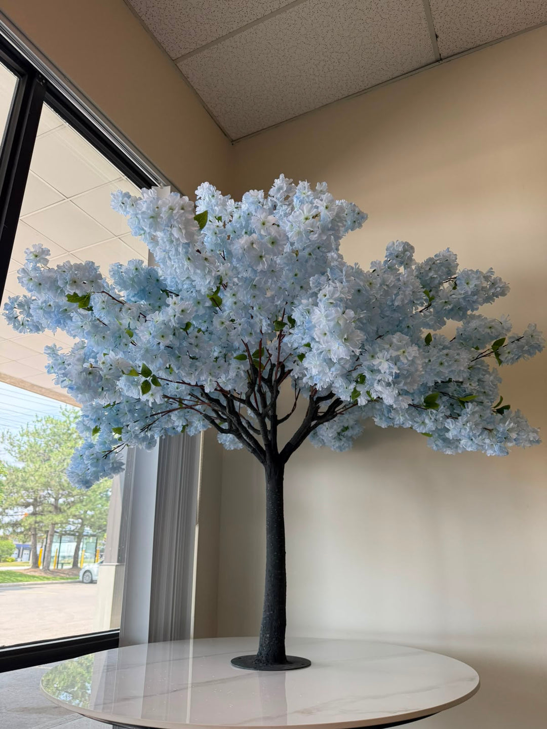 4ft Olive Trees