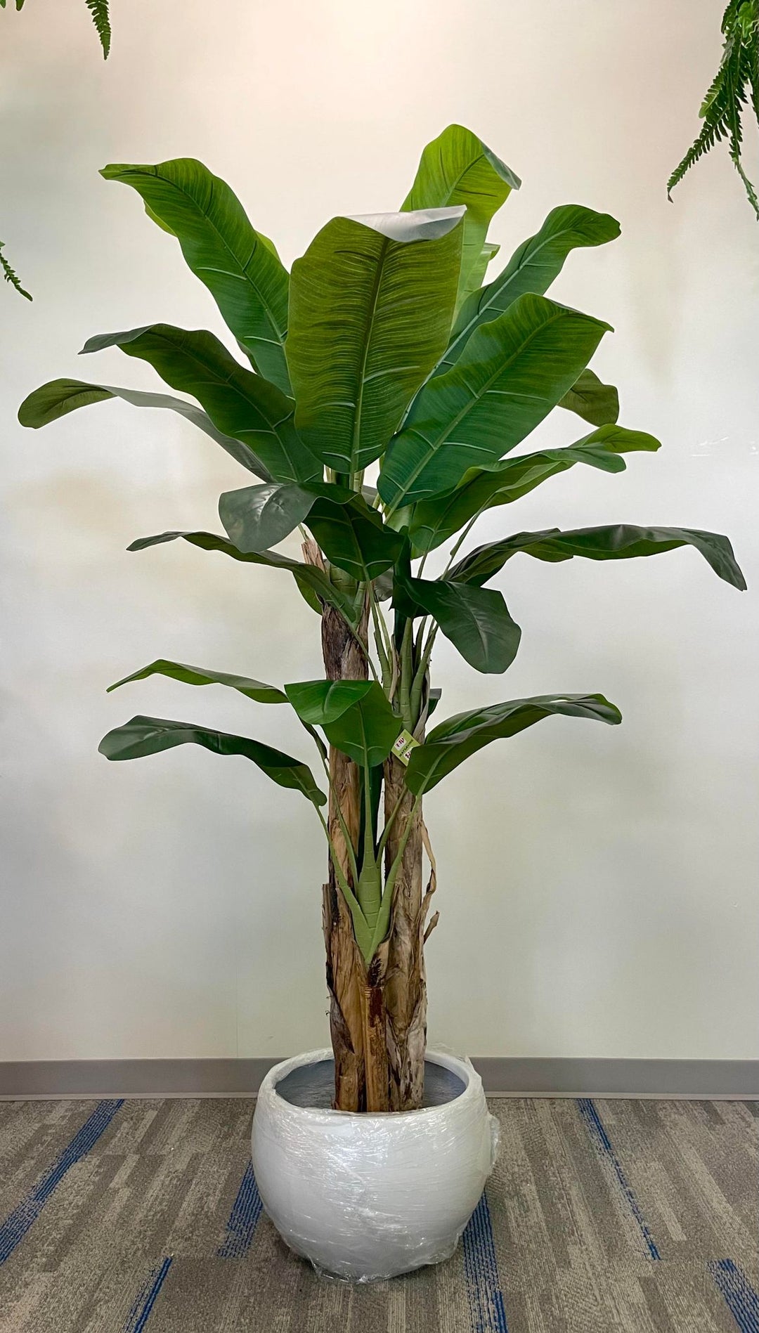 7ft artificial banana tree with large silk-blend green leaves and real wooden trunk in modern white pot.