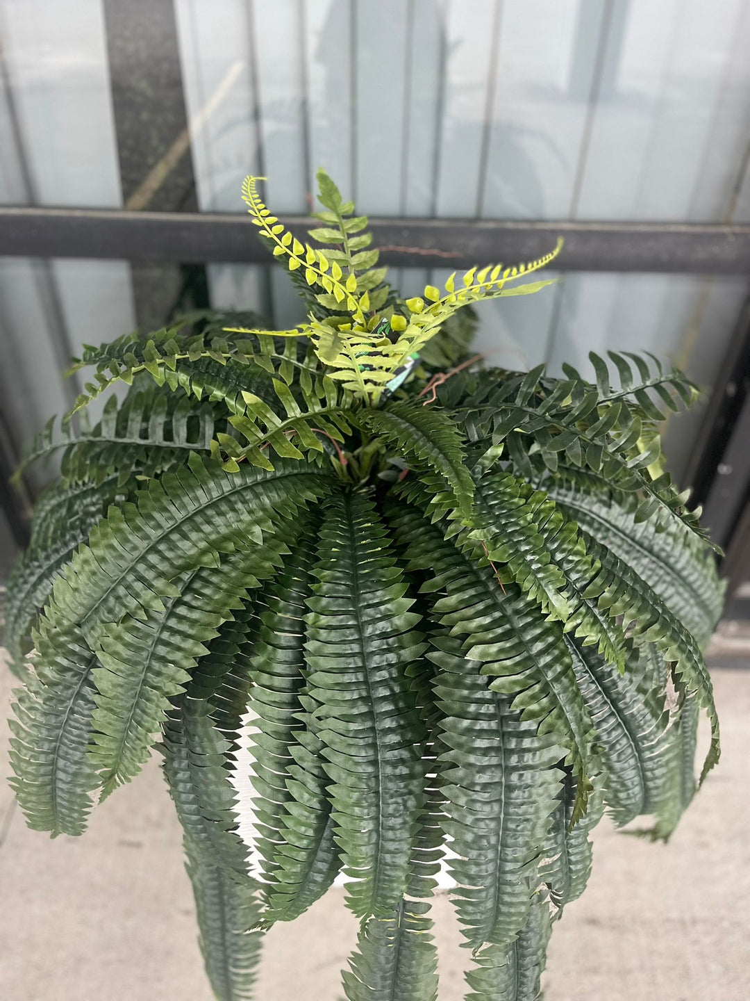 Close-up of Boston fern leaves showing fine texture and natural frond shape.