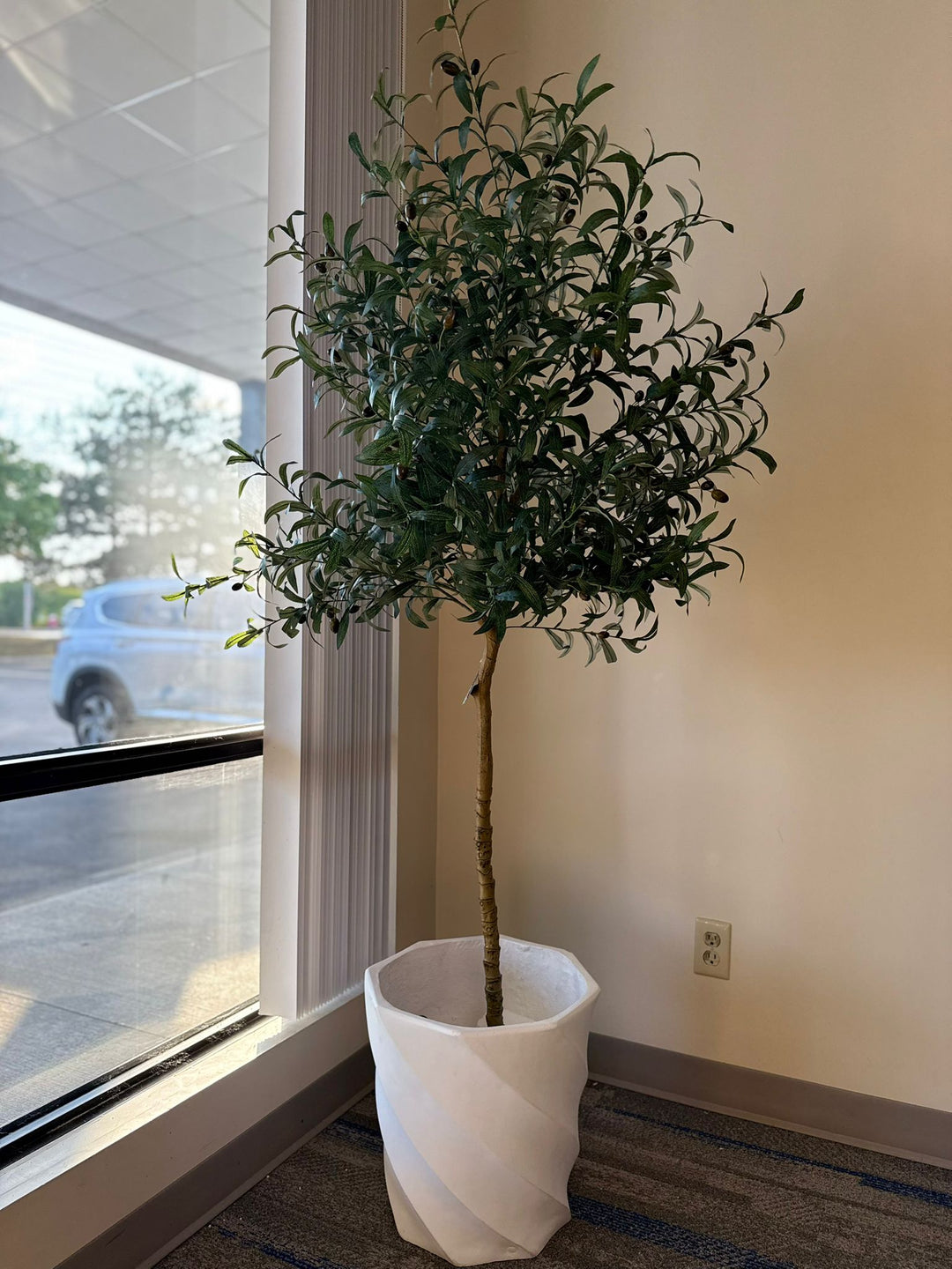 Olive plant in a white pot by a window inside a building