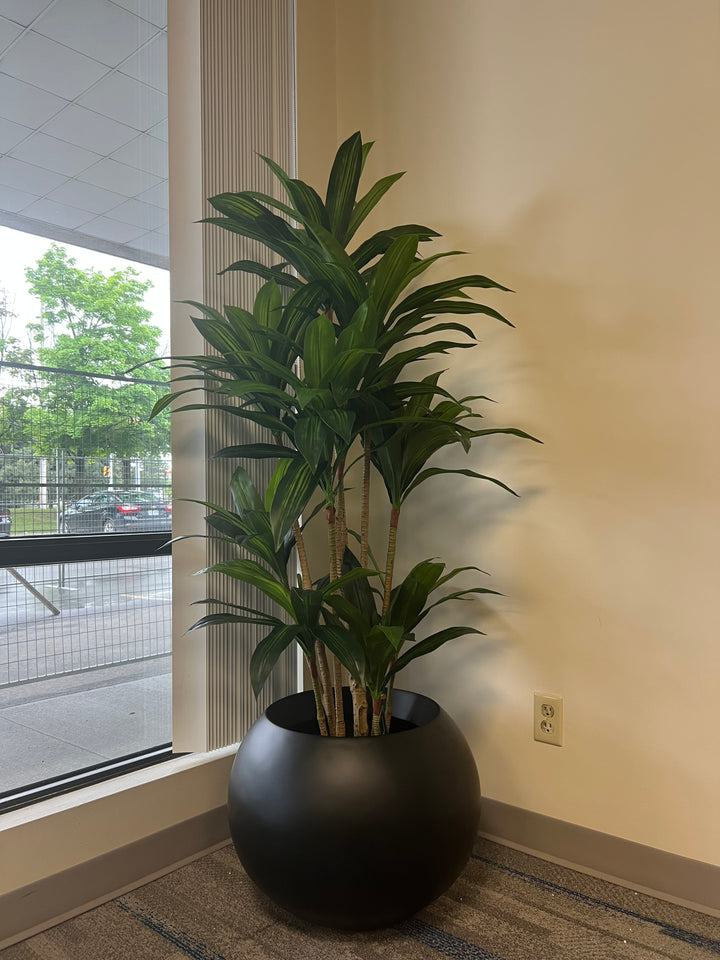 Potted plant in a black pot on a windowsill with a neutral wall background