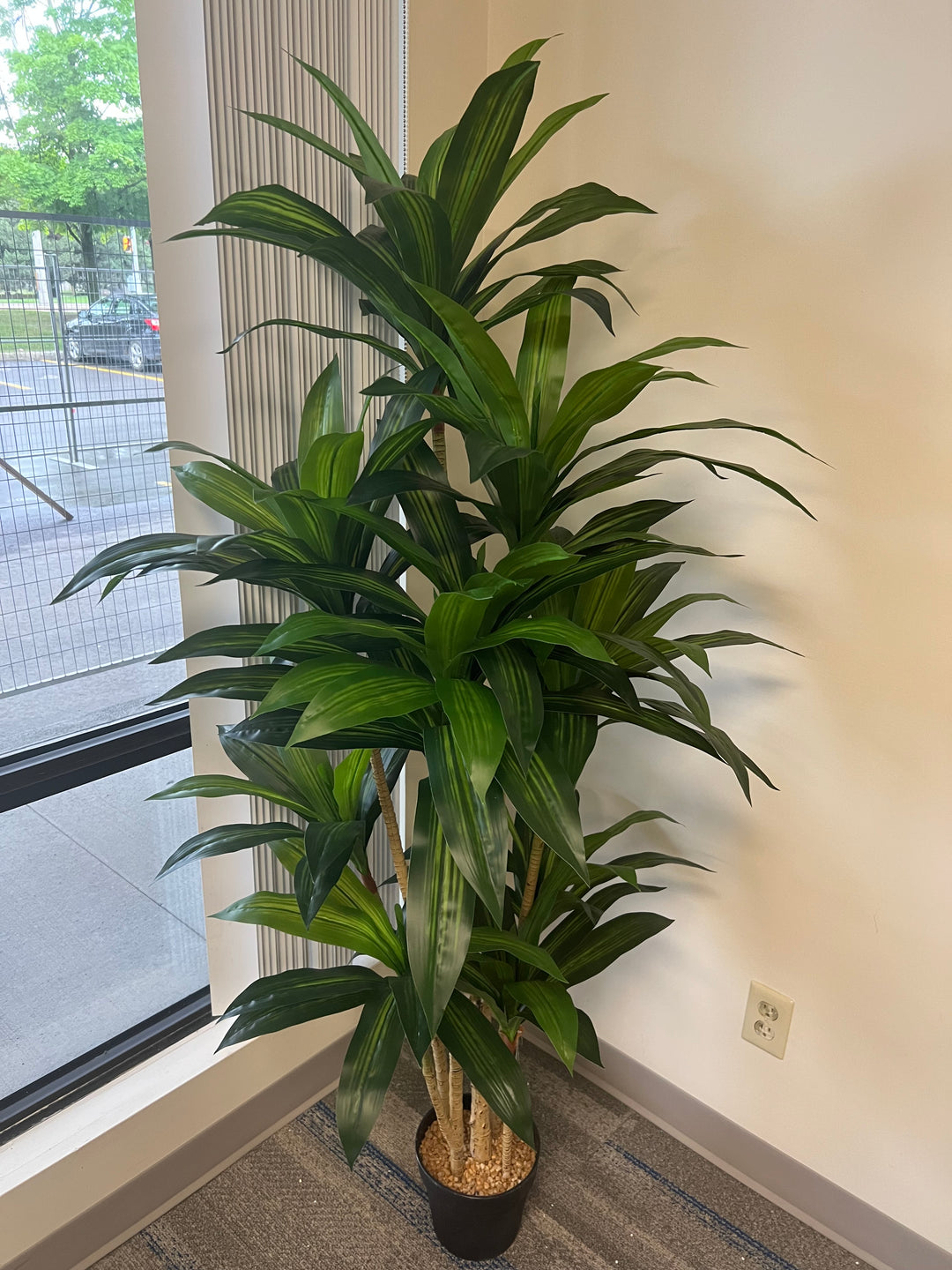 Tall green potted plant indoors with a window and light fixture in the background