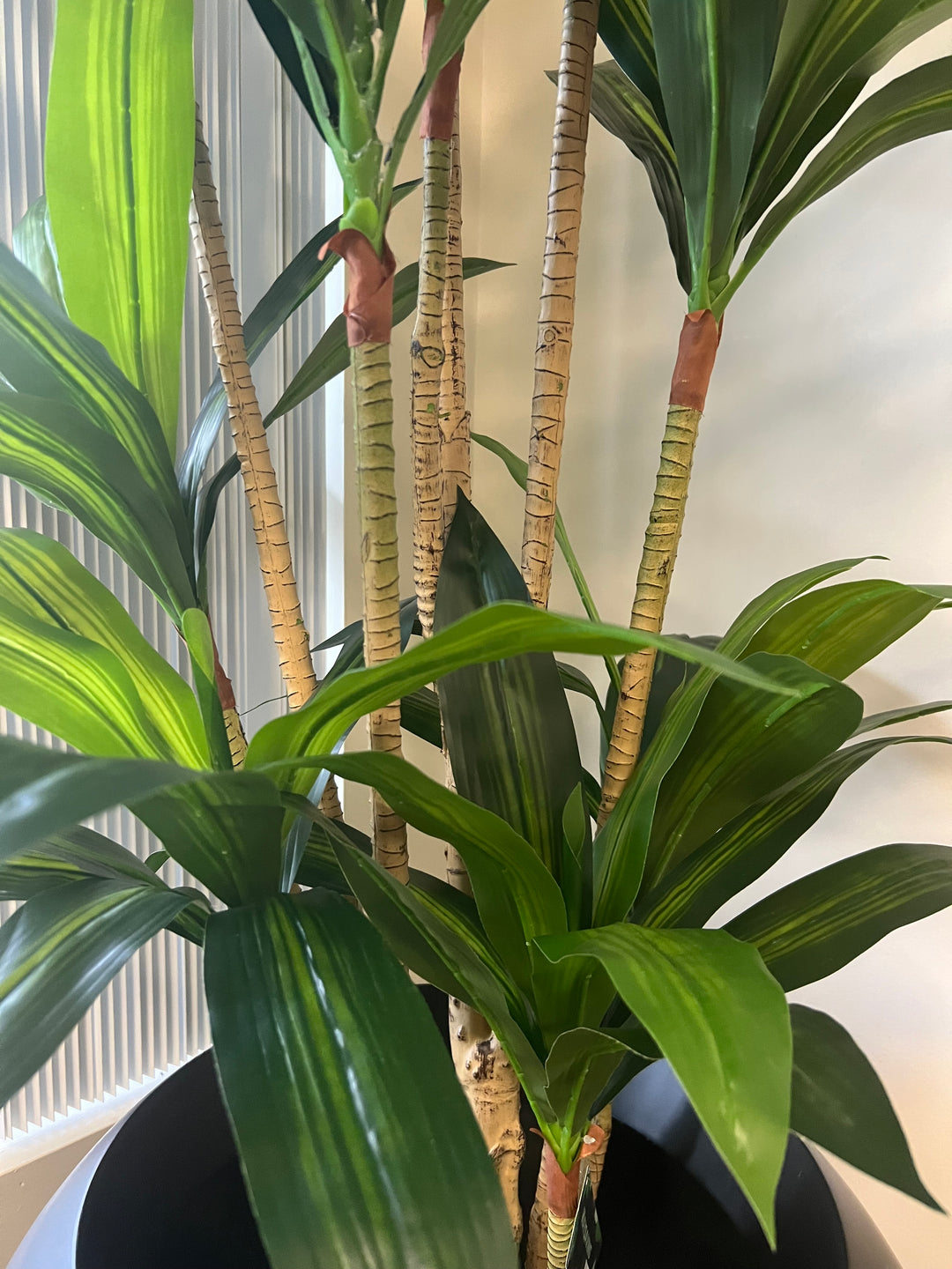 Close-up of a potted yucca plant with green leaves and a white wall in the background