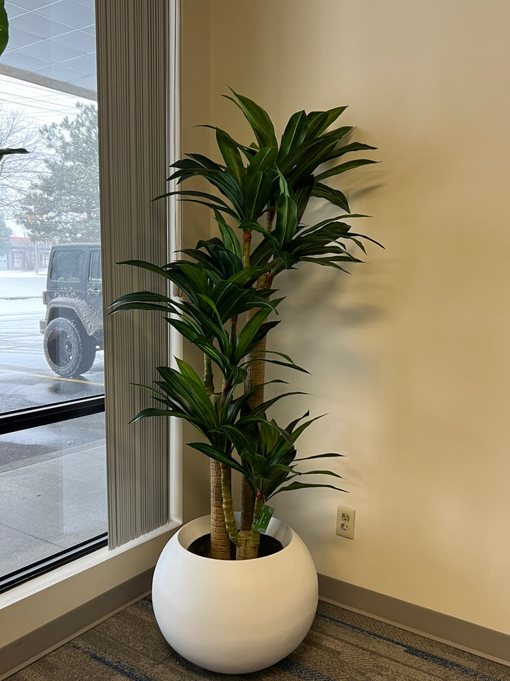 yucca plant in a modern round white planter, positioned near a large window, bringing natural greenery into an indoor space with minimalist decor