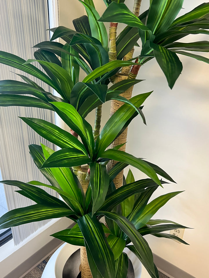 Close-up of a vibrant yucca plant with glossy green leaves and bold light green stripes, displayed in a modern white planter.