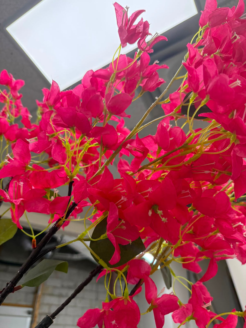 Bright pink bougainvillea flowers with green leaves on a branch, photographed close-up against an outdoor background with a white rectangular structure visible.
