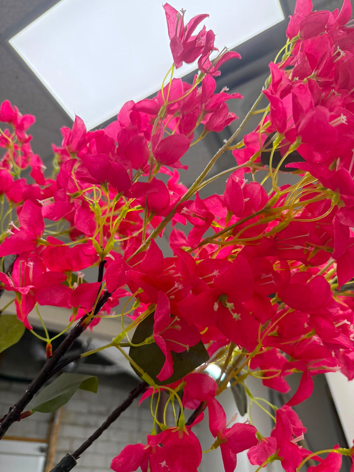 Bright pink bougainvillea flowers with green leaves on a branch, photographed close-up against an outdoor background with a white rectangular structure visible.