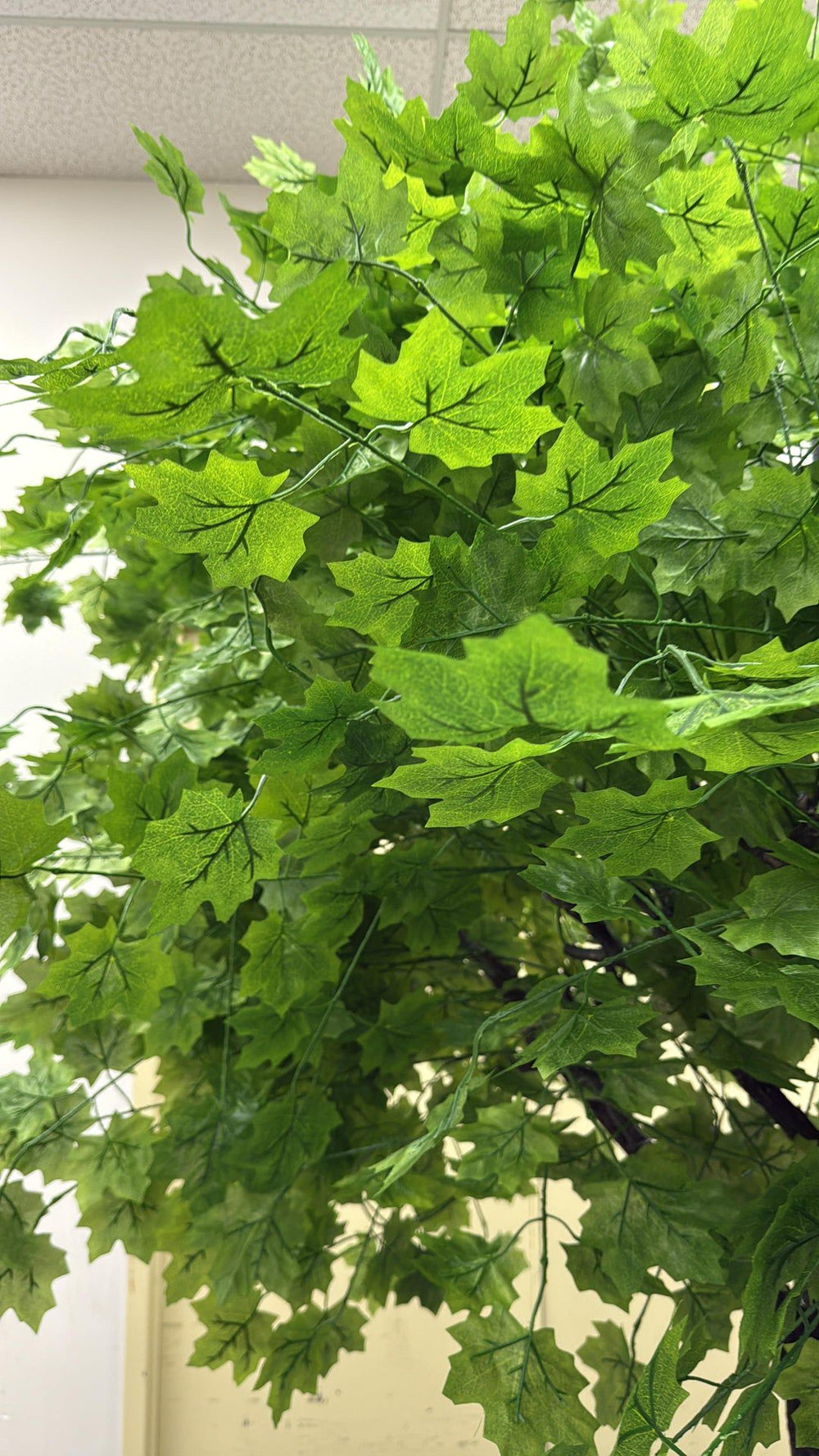  green maple closeup plant with large leaves against a neutral background