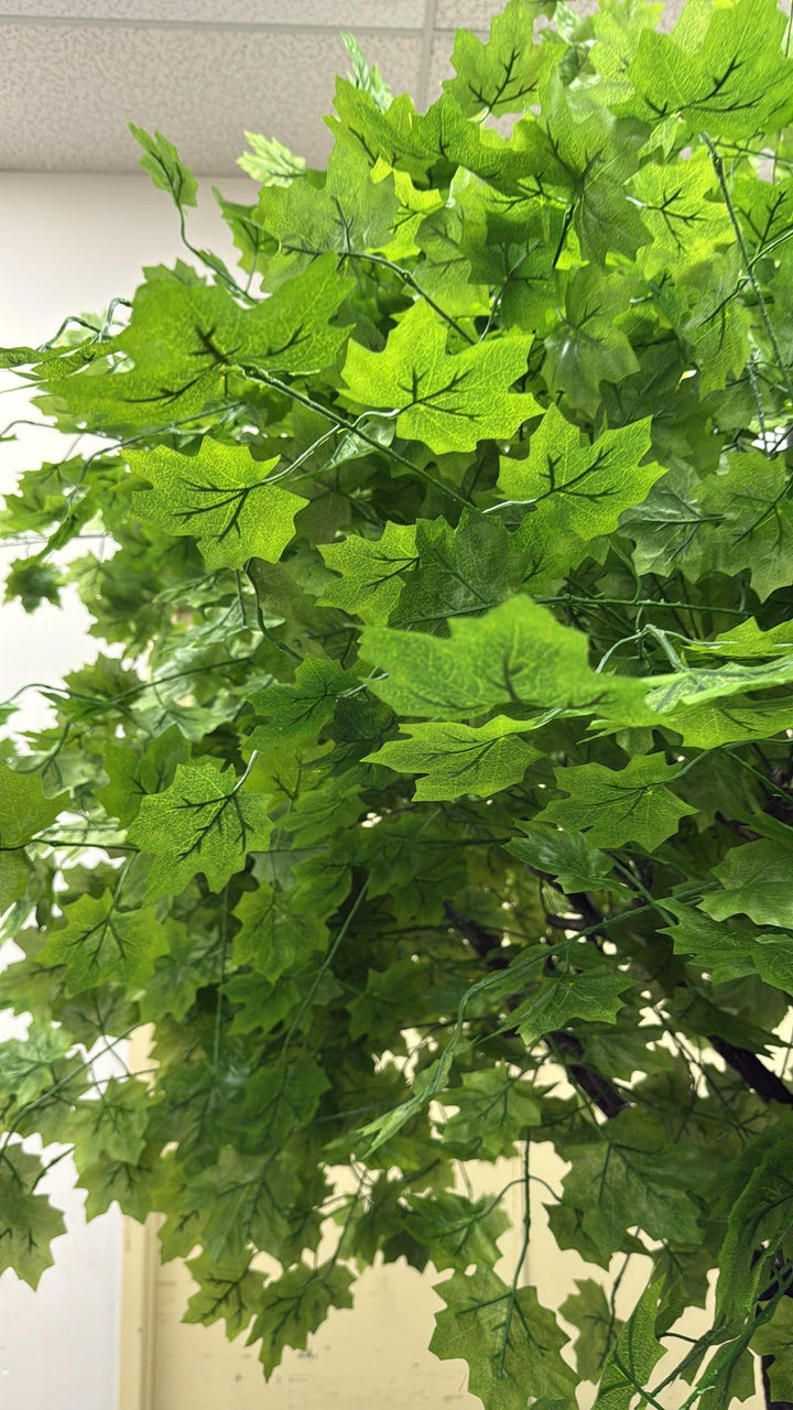  green maple closeup plant with large leaves against a neutral background
