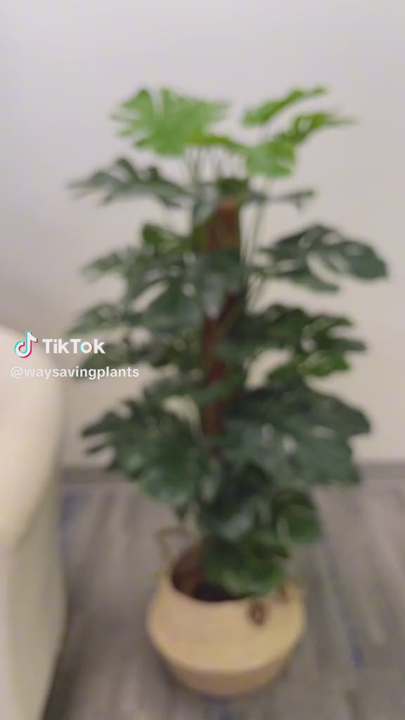 Plante en pot Monstera (Brillant) 4'