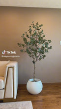 Load and play video in Gallery viewer, Artificial Eucalyptus tree - 6&#39;
