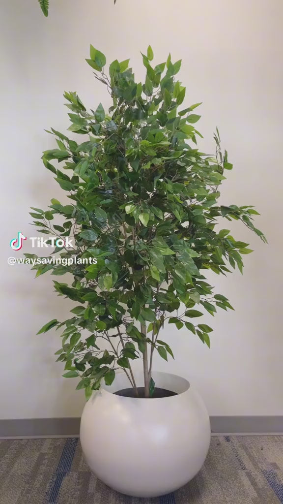 A leafy green plant in a round white pot, placed indoors against a light-colored wall, adding a touch of nature and freshness to the space.