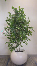 Load and play video in Gallery viewer, Artificial Ficus tree - 6&#39;
