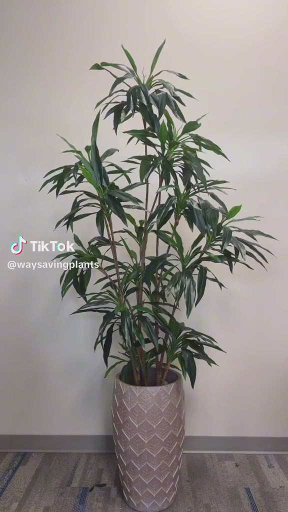 Large Dracaena plant with sleek dark green leaves placed in a contemporary pink planter, adding an elegant and natural element to the modern indoor space.