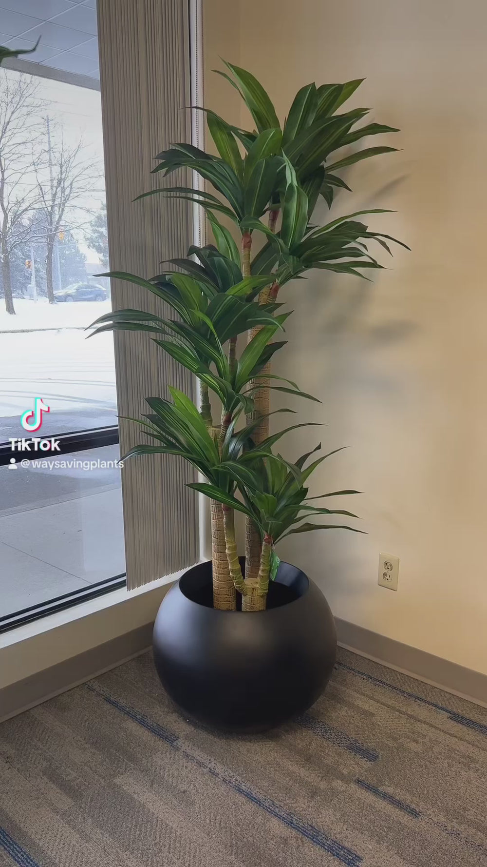 yucca plant in a modern round black planter, positioned near a large window, bringing natural greenery into an indoor space with minimalist decor