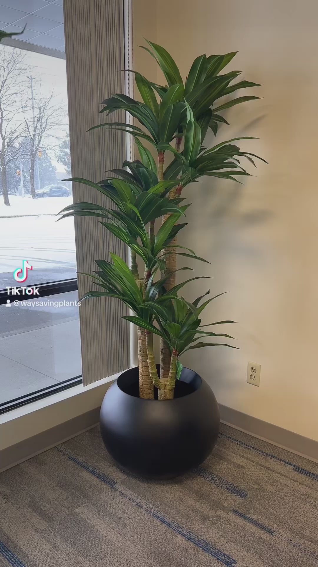 yucca plant in a modern round black planter, positioned near a large window, bringing natural greenery into an indoor space with minimalist decor