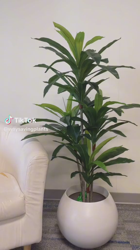 Indoor tropical plant with lush green leaves, beautifully placed in a modern white pot, perfect for adding a natural and calming touch to any living space.