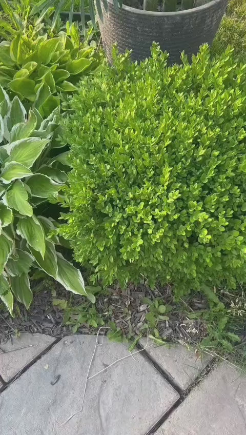 Artificial Palm Tree 7ft-(210cm)