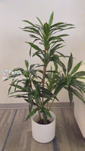 Load and play video in Gallery viewer, Artificial Yucca tree - 4&#39;
