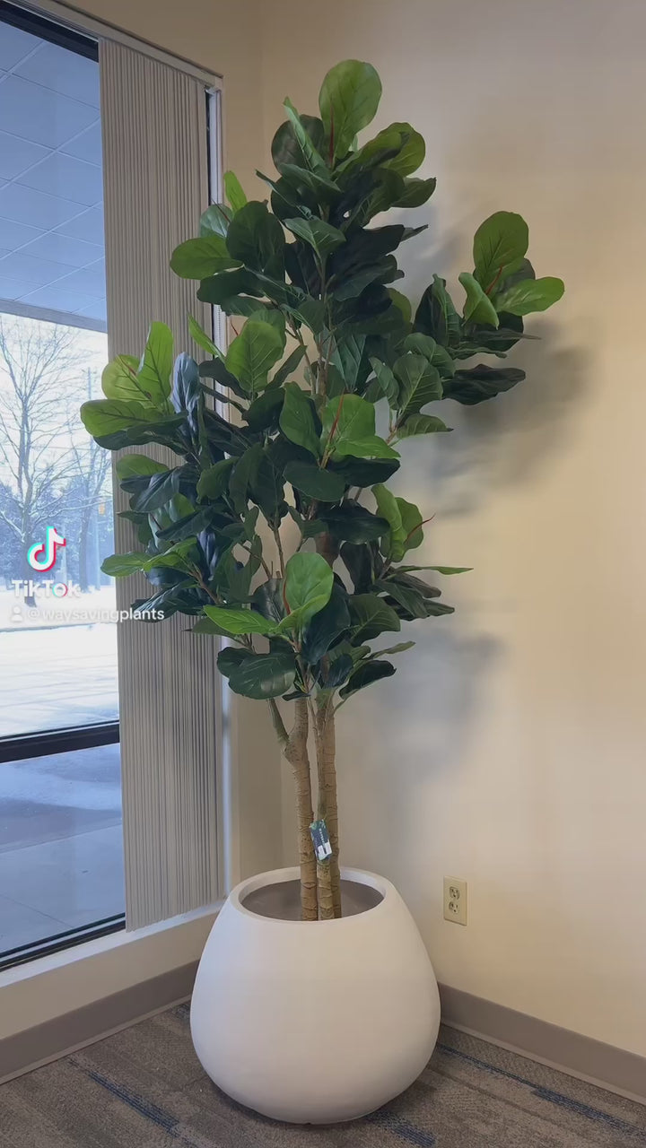 A fiddle-leaf fig tree is placed in a modern, white, rounded pot by a large window, with a snowy outdoor scene visible through the glass. The tree adds a touch of greenery to the indoor space, contrasting with the wintry view outside.