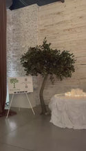 Load and play video in Gallery viewer, 10ft Ficus trees rental
