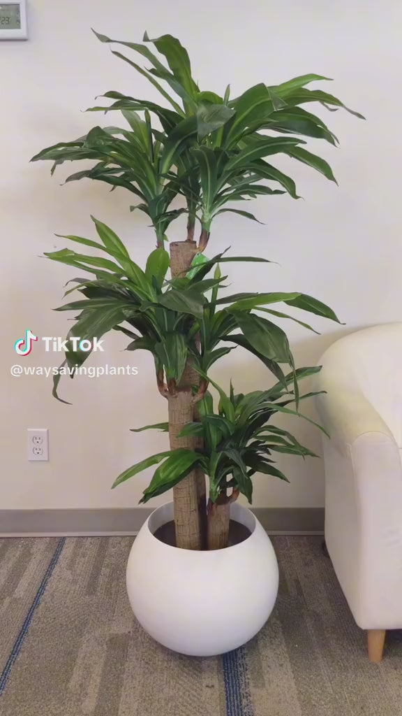 Beautiful Dracaena plant with lush green leaves, displayed in a modern white round planter, perfect for indoor decor in homes or offices, adding a touch of nature and elegance to any space.