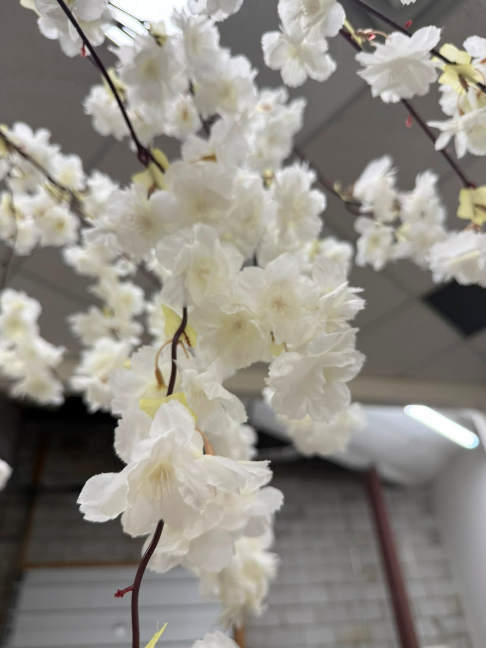 White artificial cherry blossom branches with layered flowers and dark brown stems, photographed indoors against a blurred ceiling and wall background.