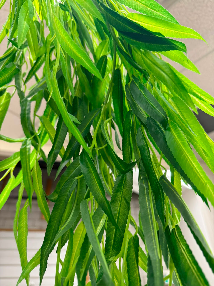 Closeup of willow tree branch 