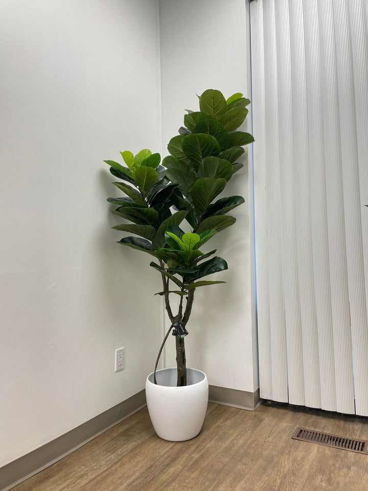 A tall indoor plant with broad green leaves placed in a white cylindrical pot, positioned near a bright window that allows natural light to highlight its vibrant foliage.