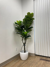 Load image into Gallery viewer, Artificial Fiddle Fig Tree (6&#39;)
