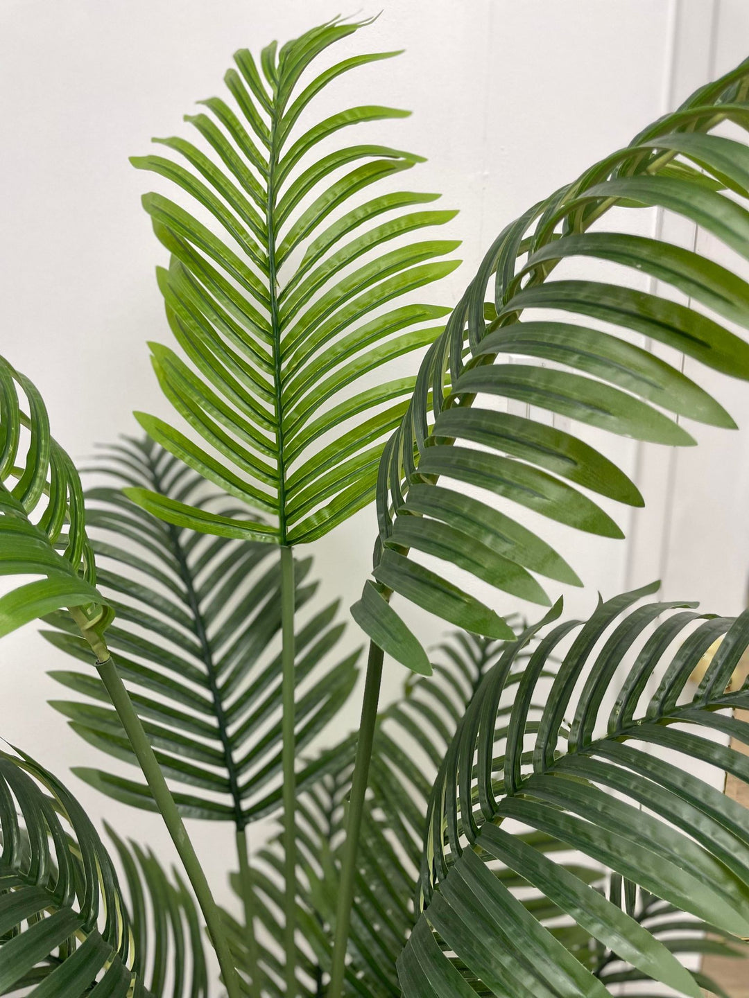 Close-up of vibrant green palm leaves, showcasing the natural texture and detail of the foliage in a serene indoor setting.