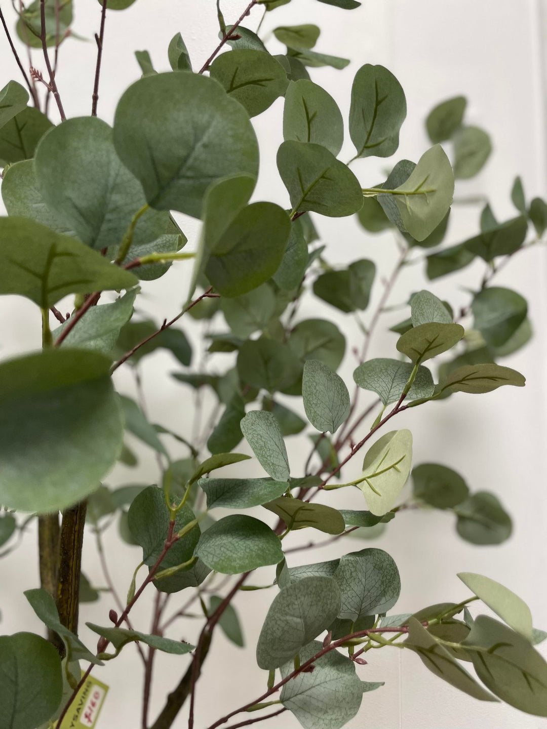 Close-up of green eucalyptus leaves, showcasing their delicate, round shape and smooth texture, adding a fresh and natural look to the indoor setting.