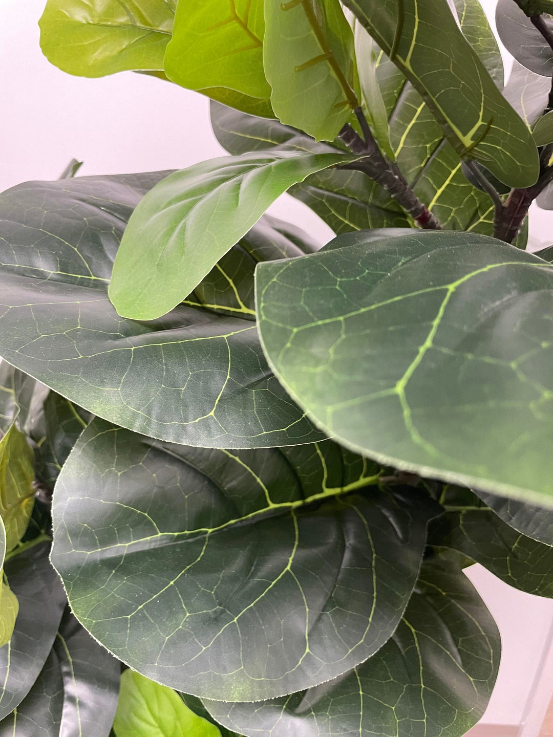 A close-up view of the vibrant, detailed leaves of a fiddle-leaf fig tree, showcasing the intricate vein patterns and the rich green hues of the foliage. The leaves appear lush and healthy, adding a touch of nature's beauty to any space.