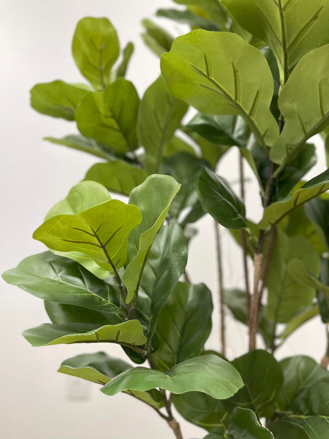 Figuier Violon Artificiel - 5ft / 150cm